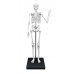 Milzīgs 85 cm cilvēku skelets ar 10 aktivitātēm un piederumiem 2181